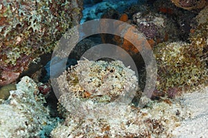 Spotted Scorpionfish Waiting to Ambush its Prey - Bonaire