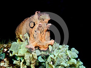 Spotted sea hare feeding on green marine plants