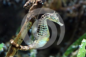 Spotted sea horse in aquarium