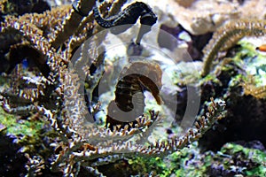 Spotted sea horse in aquarium at ocean, sea alt creature