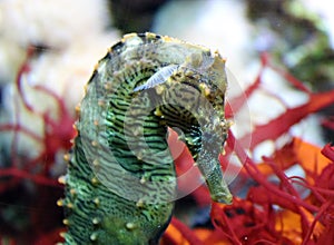 Spotted sea horse in aquarium