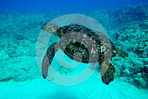 Spotted sea turtle swimming in clear water