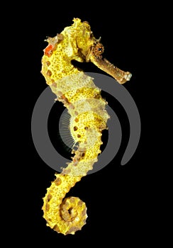 Spotted seahorse (Hippocampus kuda) photo