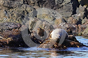 Spotted seal largha seal, Phoca largha laying on the sea stone near the blue water on rock background closeup . Wild seal in nat