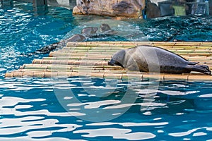 Spotted seal, phoca largha, resting on a bamboo raft