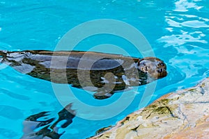 Spotted seal, Phoca largha, swimming on blue pool