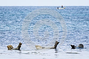 Spotted Seals and Fishing Boat, Rebun Island, Japan photo