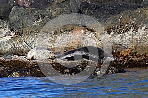 Spotted seals Phoca largha in natural habitat. Group of seals on the rocky coast. Wild animals on the rock island in sea.