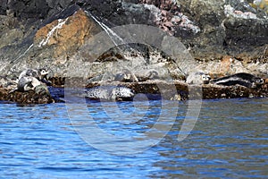 Spotted seals Phoca largha in natural habitat. Group of seals on the rocky coast. Wild animals on the rock island in sea.