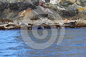 Spotted seals Phoca largha in natural habitat. Group of seals on the rocky coast. Wild animals on the rock island in sea.