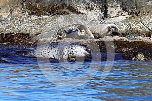 Spotted seals Phoca largha in natural habitat. Group of seals on the rocky coast. Wild animals on the rock island in sea.