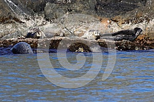 Spotted seals Phoca largha in natural habitat. Group of seals on the rocky coast. Wild animals on the rock island in sea.