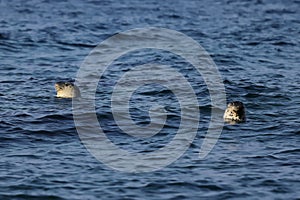 Spotted seals Phoca largha swimming on sea surface in natural habitat. Couple of seals looking from water, head and cute faces wit