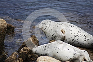 Spotted Seals Resting On Rocks Monterey Bay California