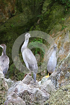 Spotted shag colony