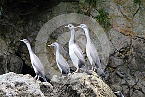 Spotted shag colony