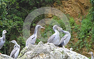 Spotted shag colony