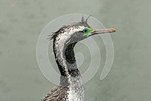 Spotted Shag / Cormorant head