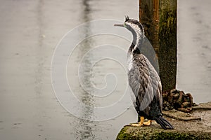 Spotted Shag Sits On Wharf Looking Over The Ocean