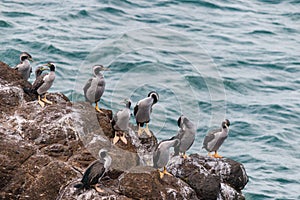 Spotted shags on cliff ledge