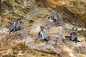 Spotted shags, a New Zealand native bird, nesting on a cliff