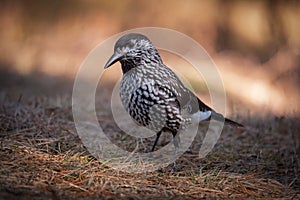 Spotted Siberian Nutcracker  Nucifraga Caryocatactes , Shot With Beautiful Bokeh. Bird Of The Corvidae Family.