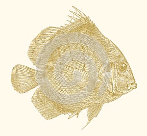 Spotted sicklefish drepane punctata