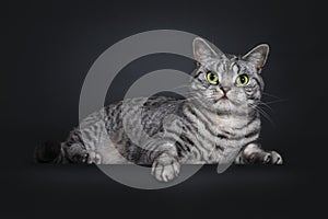 Spotted silver British Shorthair on black background