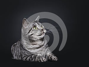 Spotted silver British Shorthair on black background