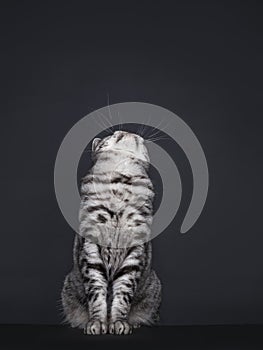 Spotted silver British Shorthair on black background