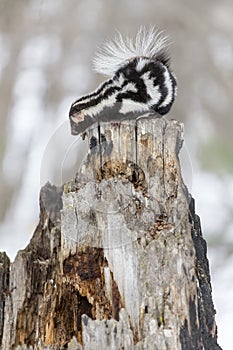 Spotted Skunk In The Snow