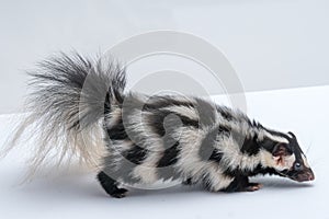 Spotted Skunk on White Background