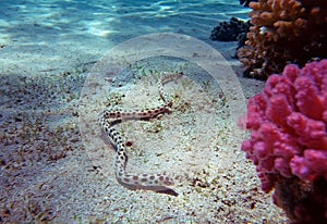 Spotted snake eel