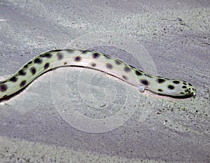 Spotted Snake Eel Ophichthus ophis