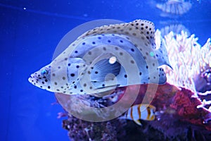 Spotted soapfish in the aquarium of the Oceanographic Museum of Monaco