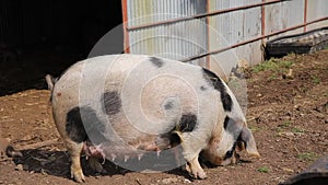 Spotted sow female pig Pietrain breed looking to camera