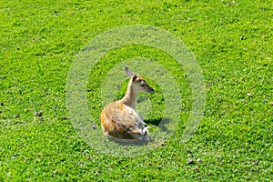 Spotted Spanish Fallow deer in field