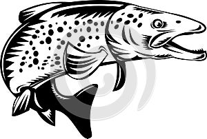 Spotted or speckled trout