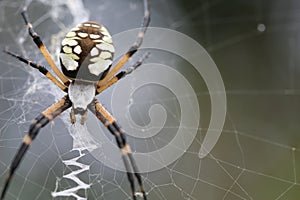 Spotted spider on its web