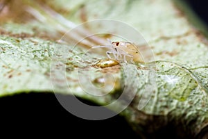 Spotted spider mite photo