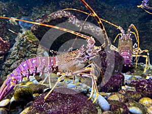 Spotted spiny lobster walks on the pebbles at the bottom of the aquarium and wiggles its antennae