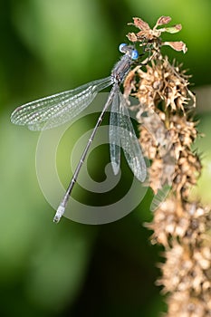 Spotted Spreadwing - Lestes congener