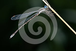 Spotted Spreadwing - Lestes congener