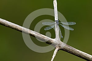 Spotted Spreadwing - Lestes congener