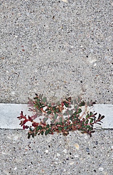 Spotted Spurge (Euphorbia maculata) growing through a crack in the sidewalk.