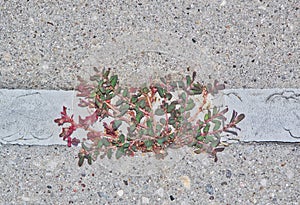 Spotted Spurge (Euphorbia maculata) growing through a crack in the sidewalk.