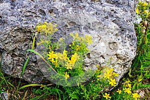 Spotted St. Johns Wort