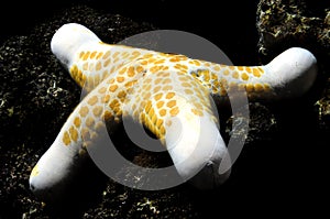 Spotted starfish