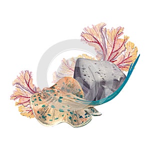 Spotted stingray on a rock background with red fire coral isolated on a white background. Watercolor illustration of marine