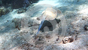 Spotted Stingray swimming, soaring deep over sandy ocean bed in coral reef. Close up of dangerous underwater Bluespotted